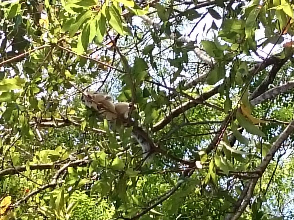 Isanka Lion Lodge Sigiriya Eksteriør bilde